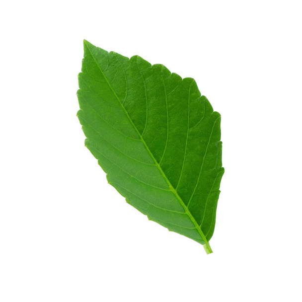 Green leaves isolated on a white background. - Photo, Image