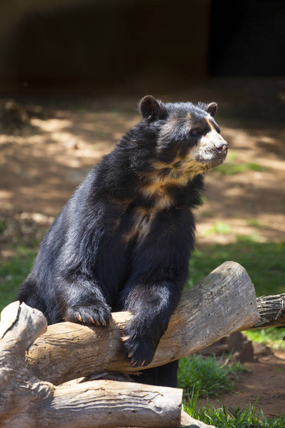 Интересный южноамериканский Очковый Медведь, Tremarctos ornatus
 - Фото, изображение