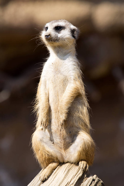 Meerkat, Suricata suricatta, vrouwelijke bewaker - Foto, afbeelding