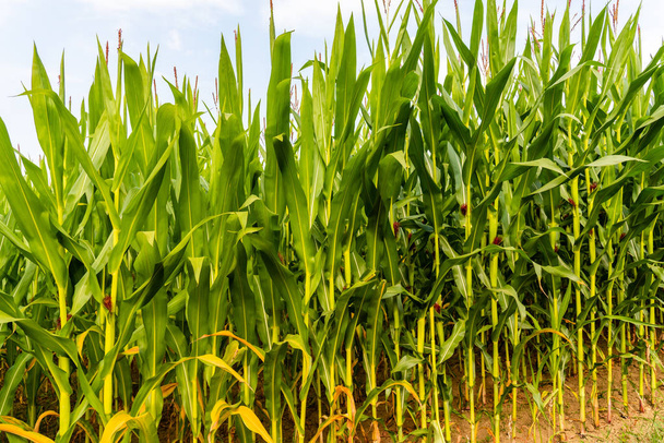 Close up van maïsveld op het platteland - Foto, afbeelding