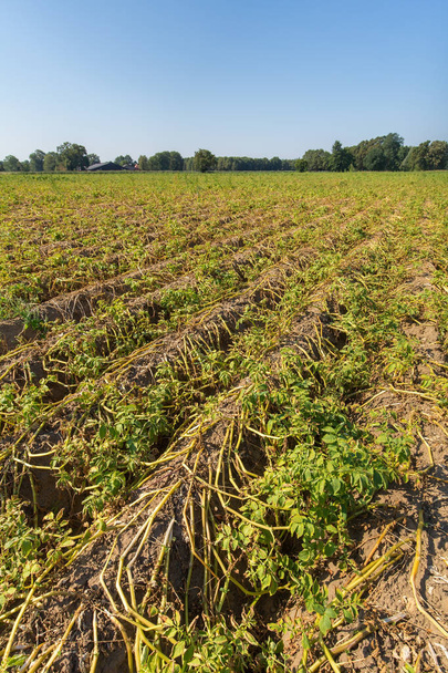 Umírající zničující rostlin na poli Evropské brambor - Fotografie, Obrázek