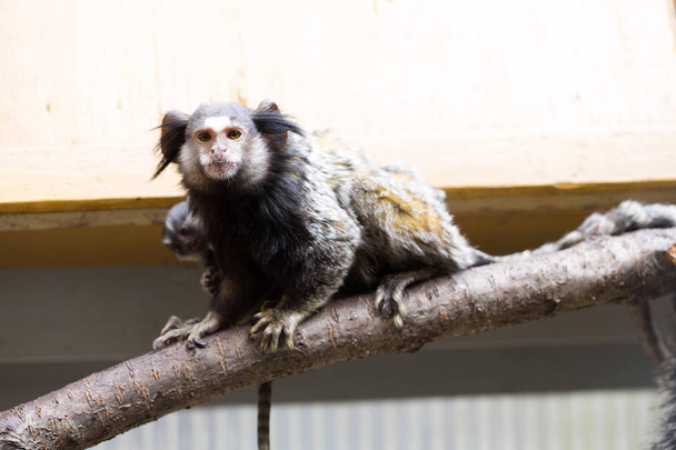 Rare Black-tufted marmoset Callithrix penicillata, female with young - Foto, afbeelding