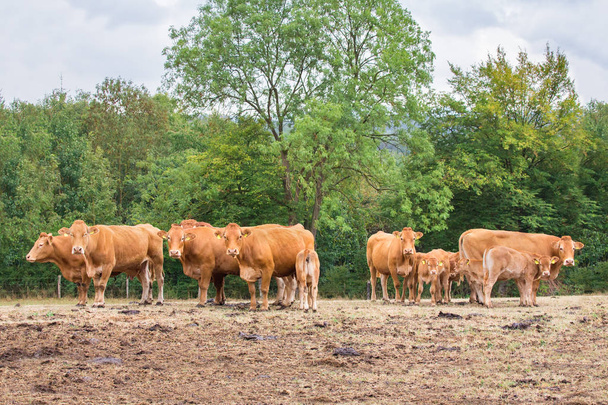 Ruskeat lehmät, joiden vasikat ovat kuivuneella laitumella
 - Valokuva, kuva