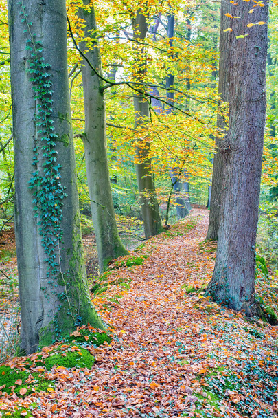 Autunno con tronchi d'albero lungo il sentiero nella foresta
 - Foto, immagini