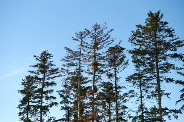 Poucas coníferas altas no outono ao pôr-do-sol
 - Foto, Imagem