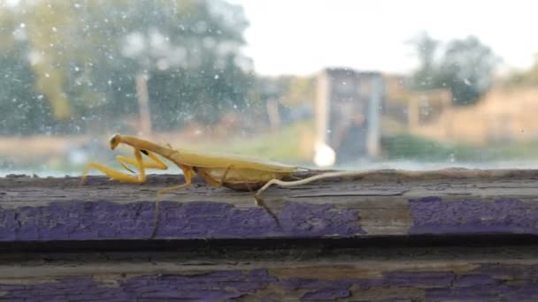Agressivo fêmea grávida amarelo mantis religiosa levanta patas e cauda com um estômago na janela velha
 - Filmagem, Vídeo