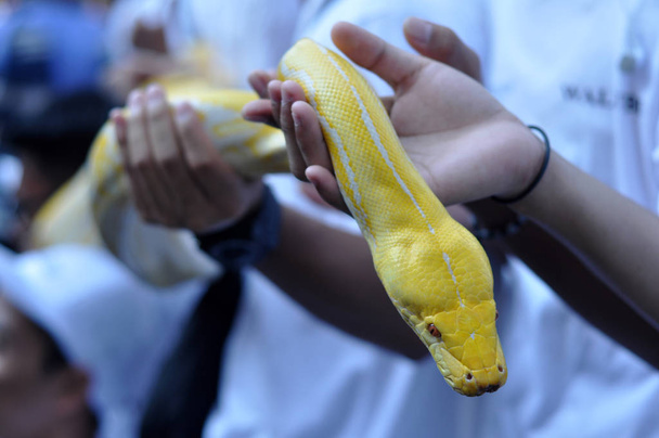 Albino phyton wąż z strony - Zdjęcie, obraz
