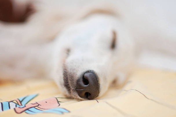 Śliczne rasowe saluki biały szczeniak piesek (Chart perski) zrelaksowany i spokojnie śpi w łóżku. - Zdjęcie, obraz