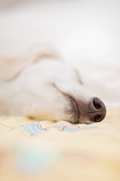 Un piccolo cane cucciolo di saluki bianco di razza carina (levriero persiano) rilassato e dormire tranquillamente a letto
. - Foto, immagini