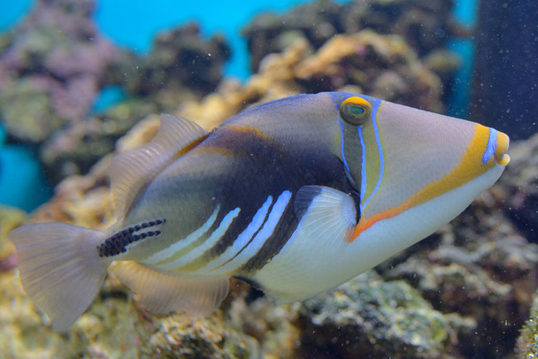 Laguna triggerfish Arrecife de coral Payaso triggerfish
 - Foto, imagen