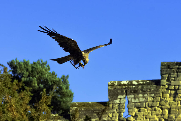 Φέρουν κόκκινο kite (Milvus milvus) σε Warwick, ΑΘΗΝΑ, Ελλάδα - Φωτογραφία, εικόνα