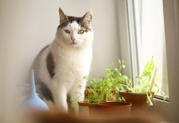 kissa syö potin kasveja ituja ikkunalaudalla
 - Valokuva, kuva