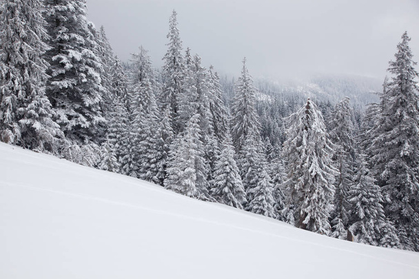 winter background of snow covered fir trees in the mountains - Foto, afbeelding