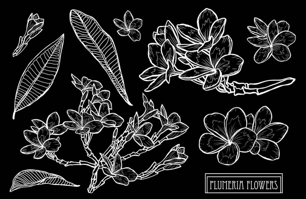 Decorative plumeria  flowers set, design elements. Can be used for cards, invitations, banners, posters, print design. Floral background in line art style - Vektori, kuva