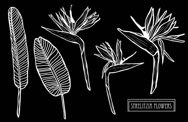 Decorative strelitzia  flowers set, design elements. Can be used for cards, invitations, banners, posters, print design. Floral background in line art style - Vettoriali, immagini