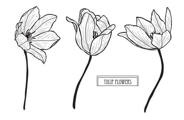 Decorative tulip flowers set, design elements. Can be used for cards, invitations, banners, posters, print design. Floral background in line art style - Vektör, Görsel