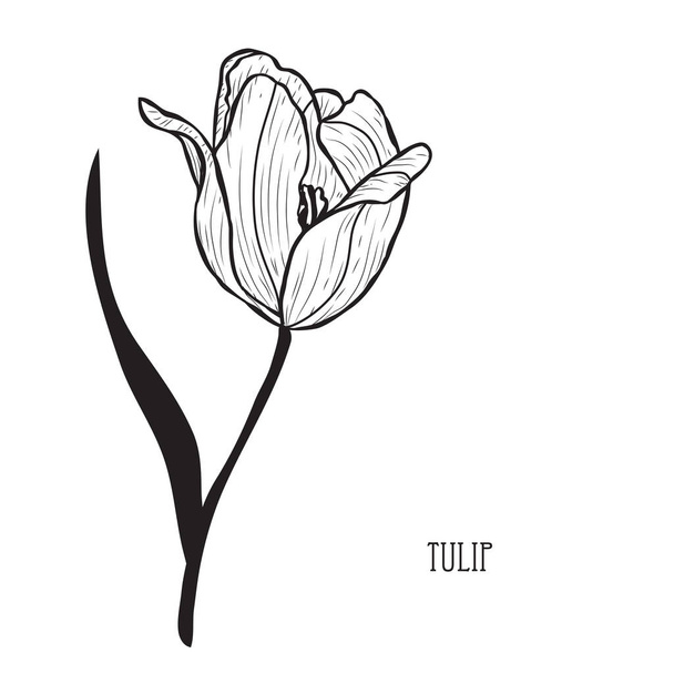 Decorative tulip flower, design element. Can be used for cards, invitations, banners, posters, print design. Floral background in line art style - Vector, imagen