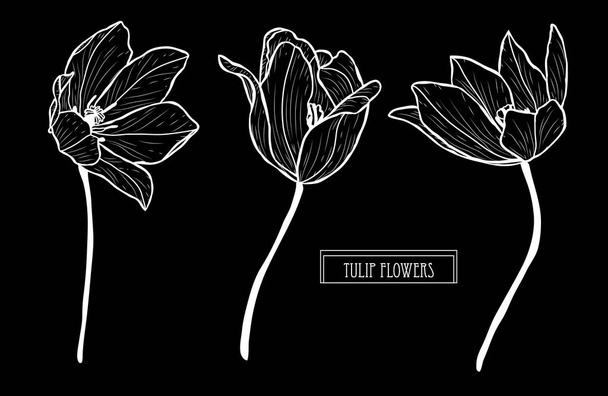 Decorative tulip flowers set, design elements. Can be used for cards, invitations, banners, posters, print design. Floral background in line art style - Vector, Image