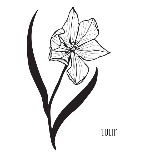 Decorative tulip flower, design element. Can be used for cards, invitations, banners, posters, print design. Floral background in line art style - Vetor, Imagem