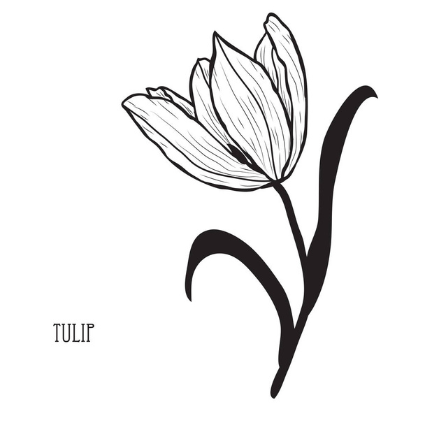 Decorative tulip flower, design element. Can be used for cards, invitations, banners, posters, print design. Floral background in line art style - Vektör, Görsel