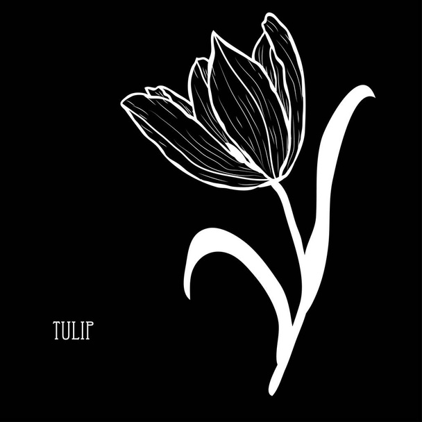 Flor decorativa de tulipán, elemento de diseño. Se puede utilizar para tarjetas, invitaciones, pancartas, carteles, diseño de impresión. Fondo floral en estilo de arte en línea
 - Vector, Imagen