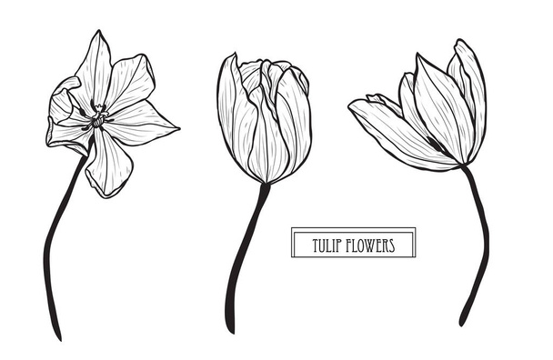 Decorative tulip flowers set, design elements. Can be used for cards, invitations, banners, posters, print design. Floral background in line art style - Vetor, Imagem