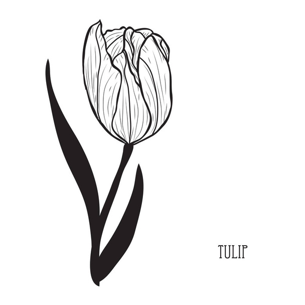 Decorative tulip flower, design element. Can be used for cards, invitations, banners, posters, print design. Floral background in line art style - Vector, Imagen
