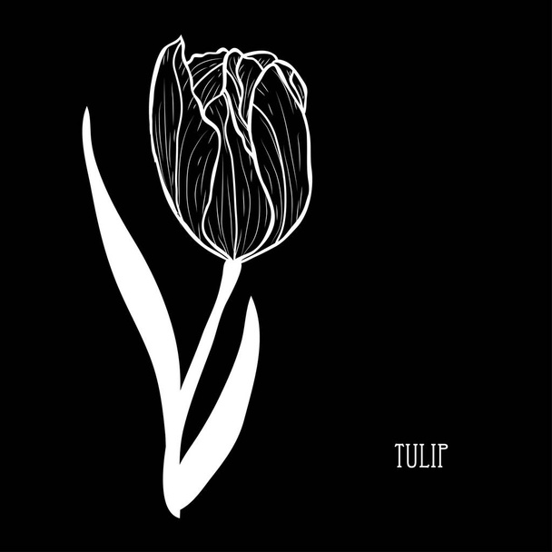 Decorative tulip flower, design element. Can be used for cards, invitations, banners, posters, print design. Floral background in line art style - Wektor, obraz