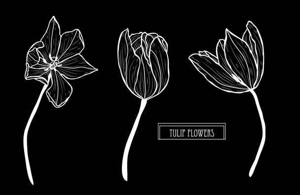 Decorative tulip flowers set, design elements. Can be used for cards, invitations, banners, posters, print design. Floral background in line art style - Vector, afbeelding