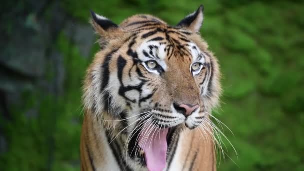 Gros plan sur le tigre sibérien
 - Séquence, vidéo