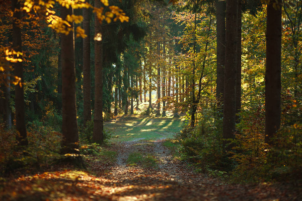 Trail pad in naaldhout bladverliezende forest park in herfstzon - Foto, afbeelding