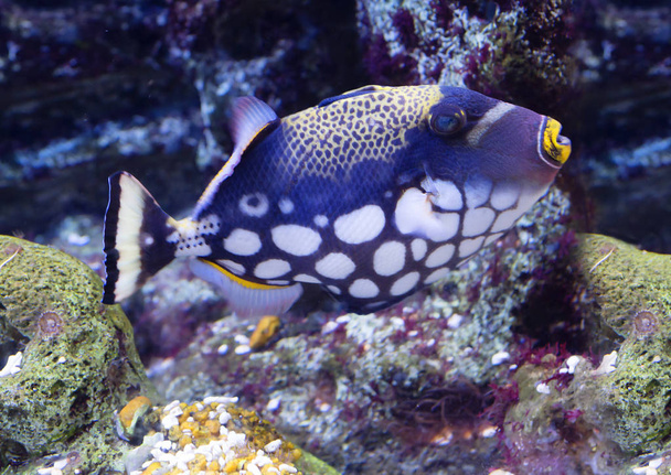Clown triggerfish. It is a characteristic inhabitant of coral reefs of the Indian and Pacific oceans, it is found in East Africa to Samoa and Japan, has a very bright color. - Foto, afbeelding
