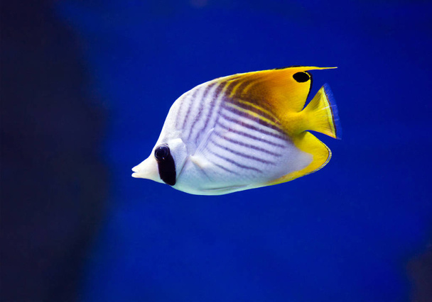 butterfly fish. This is one of the many fish-butterflies, with vertical black stripe, passing through the eye, and black and yellow color of the body. The filamentous butterfly is easily identified by the location of the bands on the body and the bla - Фото, зображення