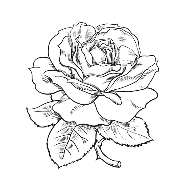 schwarze und weiße Rosenblüte mit Blättern und Stiel. Vektorillustration der offenen Rosenknospe. Handgezeichnete Skizze. - Vektor, Bild