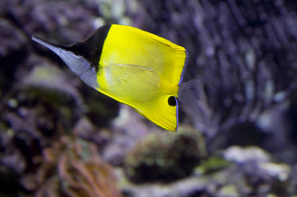 Yellow long nose butterfly fish. Charming butterfly fish tweezers with a few phlegmatic character found off the coast of Australia, the reefs of Indonesia, Singapore, Solomon Islands. - Foto, afbeelding