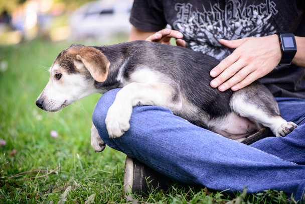 huisdier portret gekruist kleine pup met persoon buiten - Foto, afbeelding