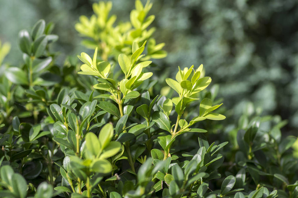 Detail of green buxus sempervirens shrub, branches with leaves - Foto, Imagem