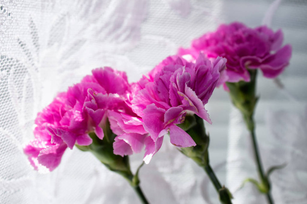 Three carnations on the background of white curtains. - Fotografie, Obrázek