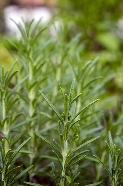 Rosmarinus officinalis rosemary herb, green leaves detail - Fotoğraf, Görsel
