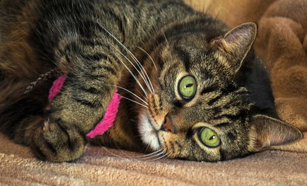 доросла чистокровна кішка, величезні зелені очі і смугастий колір, коричневі відтінки з чорним, лежачи на світло-бежевому килимку і обіймаючи рожеву круглу іграшку, помаранчевий ніс, маленькі вуха, красивий, портрет
, - Фото, зображення