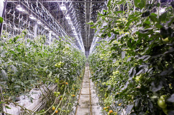 Osvětlený skleník na Islandu, používaná k pěstování rajčat. Skleníky s rajčaty na Islandu. Pohled na svítící skleníkových - Fotografie, Obrázek