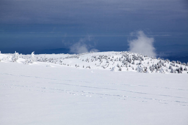 Zima na tle śniegu objętych jodły w górach - Zdjęcie, obraz
