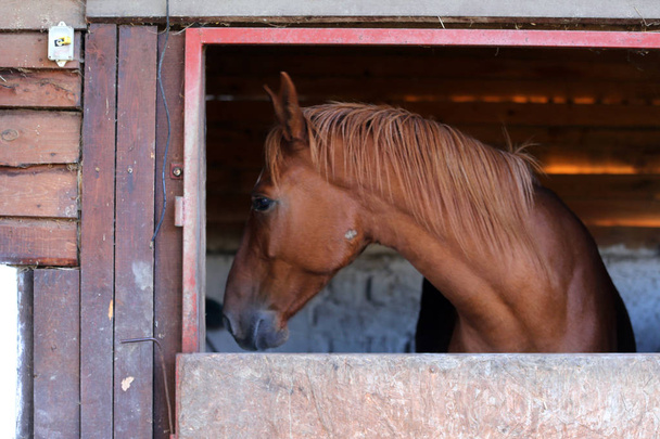 Родюча молода кобила виштовхує голову з вікна сараю
 - Фото, зображення