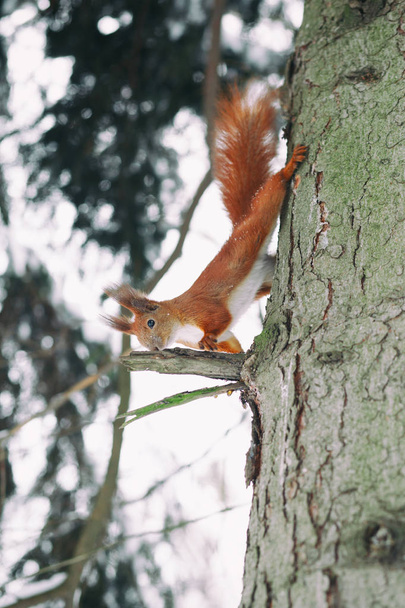 Schattige rode eekhoorn zittend op boomstronk in winter woud. Eekhoorn op zoek naar voedsel - Foto, afbeelding