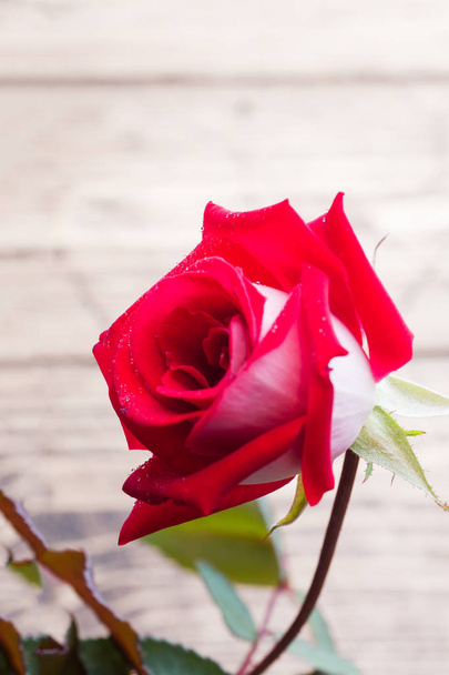 Red roses blooming against a wooden wall - 写真・画像