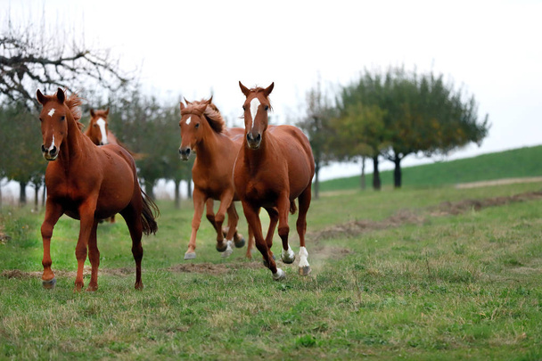 Young chestnut mares canter in the green at sunset - Photo, Image
