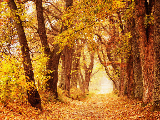 Beautiful autumn lane in the forest, A beautiful autumn lane with green, orange and red colors and fog in the background - Photo, Image