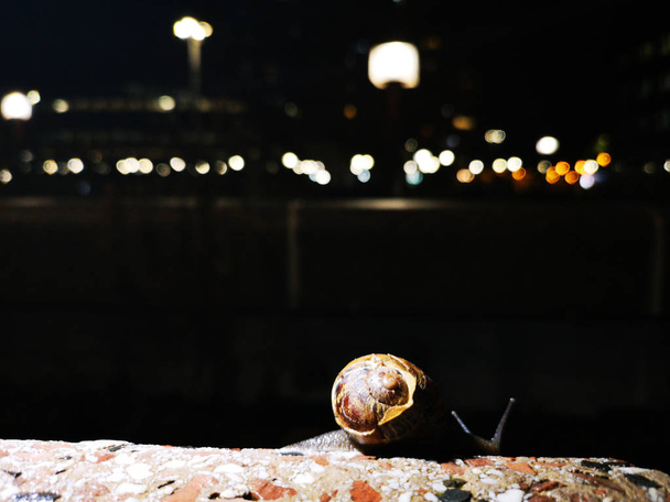 escargot sur un mur éclairé par derrière avec un fond sombre
 - Photo, image