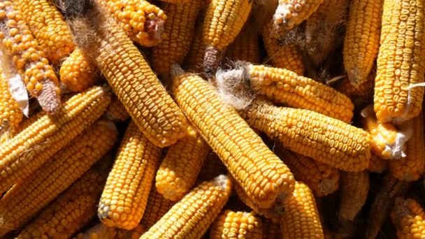 A sárga kukorica, pajta rejlik. Kukorica aratás. Mezőgazdasági termelés - Felvétel, videó