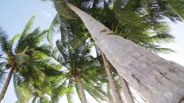 matala kulma näkymä trooppisia palmuja lehdet liikkuvat tuulen
 - Materiaali, video